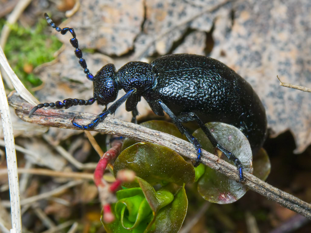 Meloe proscarabaeus Linnaeus, 1758